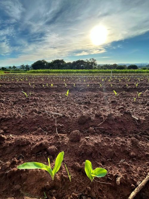 Sitio a Boa Terra